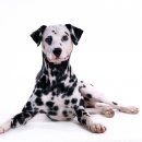 이삭애견훈련소 이미지