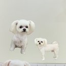 발렌티몽 이미지