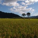 고향풍년 이미지