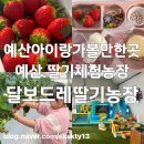 이권희 제2농장 | 예산아이랑 예산딸기체험 달보드레딸기농장(내돈내산) 컵케이크만들기까지
