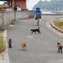 선창할아버지 이미지