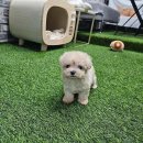 독스캣 강아지고양이 수원점 | 건강한 시작, 책임감 있는 끝! 믿을 수 있는 분양