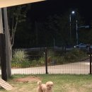 동그리아 | 평택 소사벌 애견미용실 <동그리아> 추천 후기