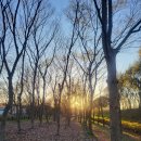 문화재 법령을 통해서 보는 우리의 문화재 이야기 | 미사의 봄, 세번째 : 나무고아원의 조용한 꽃길