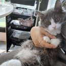 펫하임 강아지 고양이 이미지