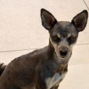 축복 펫살롱 이미지