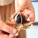 보물섬마늘나라 이미지