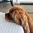 월드펫동물병원 이미지