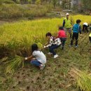 성화초등학교 학생들이 가을 추수를 위해 생태공원에 왔어요 이미지
