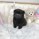 퍼피플라워 이미지