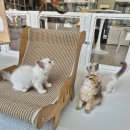 달콤하니냥 이미지