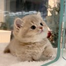 오즈메디칼 네이버블로그