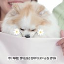 댕스널컬러 네이버블로그