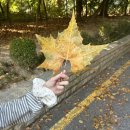 베스트올 신곡신일점 | [공지] 20. 사랑길 터벅터벅 (최유리 콘서트 : 머무름 - 서울)