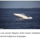 White Humpback Whale 이미지