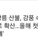 아... 강원도 계시는분들 산불 피해없길 간절히 바랍니다🙏 이미지