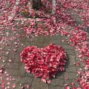 백작크리닝 이미지