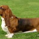 바셋하운드 이미지