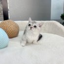 청담강아지분양 청담강아지입양 소형견분양 전국분양 가능합니다~ 이미지