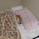 멋진강아지 이미지