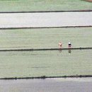 영산강장어 이미지