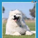 털찐강아지 이미지