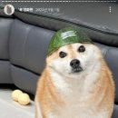 옷찌