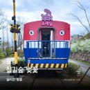 포항철길숲 | 포항 벚꽃 명소 철길숲 벚꽃길 방문후기 주차