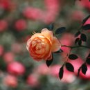 도당공원 이미지