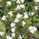 호계중학교 앞 이미지