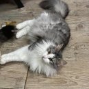 블루드라이어드 이미지