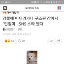 강물에 떠내려가다 구조된 강아지 &#39;인절미&#39;, SNS 스타 됐다 이미지