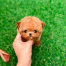 토이켄넬(Toy kennel) 네이버블로그