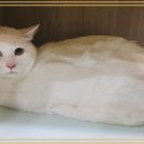 행복한날들 이미지