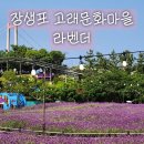 울산 라벤더 명소 장생포 고래문화마을에서 라벤더 구경하고 온 후기! &amp; 장생포 고래 아이스크림