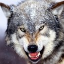 [사회] 외로운 늑대형 테러(lone wolf terror) 이미지