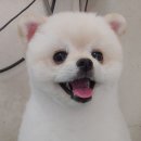 이향애견살롱 | 부산 연제구 연산동 애견샵 - 이향 애견살롱 애견미용, 용품까지 강아지가 더 좋아하는 애견샵
