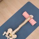 바른자세척추운동 이미지