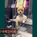 복이네 애견 미용 이미지