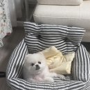 8살된 우리 아들내미야 이미지