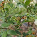 수정농장2 이미지