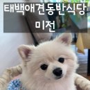 미전 | [강원도/태백] 태백애견동반식당 미전 돈까스가 맛있는 집
