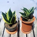 정화 슈퍼 이미지