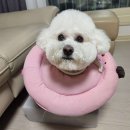 명지애견유치원호텔 댕즈니랜드 본점 | 부산 명지동 애견호텔 명지애견유치원호텔 댕즈니랜드 본점 비용 시간 위치