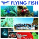 스킨스쿠버 중앙동아리 FLYING FISH 신입생 모집합니다^^ 이미지