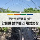 한들벌블루베리