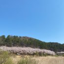 명동2낙차공 | 거제 여행(벚꽃여행) - 성포끝집, 유호전망대, 비엘펜션, 거제 명동 숨겨진 벚꽃 명소, 허쉐프 탄탄면