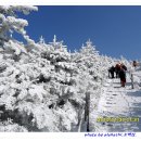 제 30회 소백산..언제나 설레이는..언제나 그리운..언제나 경이로운..은빛 바람서리꽃..뼈속깊이 파고드는 칼바람에 눈물 흐른다.. 이미지