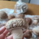 송화약국 이미지