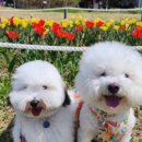 옐레드 애견유치원 애견호텔 하남미사점 이미지